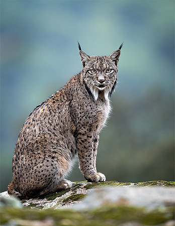 Ben Carrick_Iberian Lynx