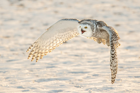 Snowy Owl In Flight