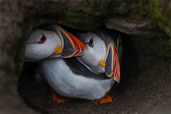 David Zinzan_Puffin couple bonding in burrow