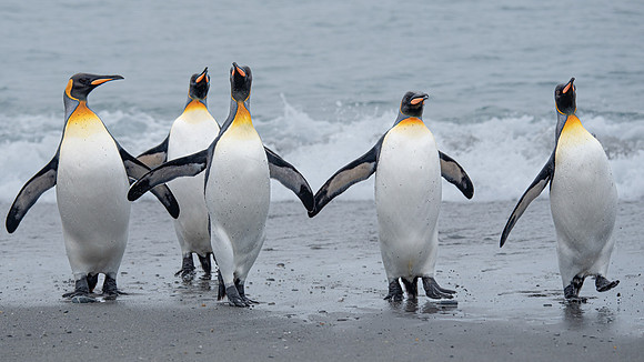 Gillian Tiplady_King Penguins On South Georgia Island