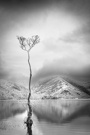 Rosemary Wilman_Standing Tall in Buttermere