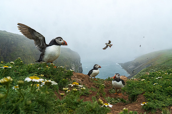 Philip Trew_Puffin Island