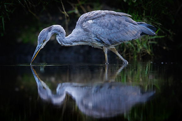Jurgen Mol_Heron Symmetry