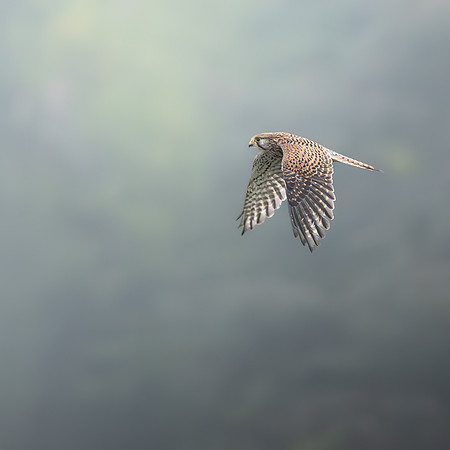 Nick Hamilton_Kestrel In The Mist