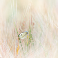 James Cleverley_1_Resting in the Barley