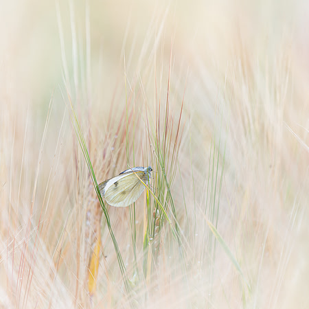 James Cleverley_1_Resting in the Barley