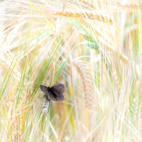 James Cleverley_2_Resting in the Barley