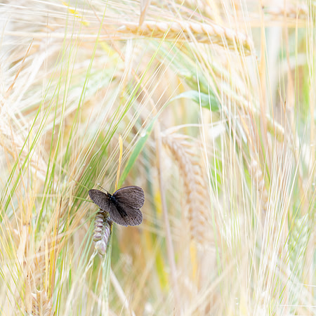 James Cleverley_2_Resting in the Barley