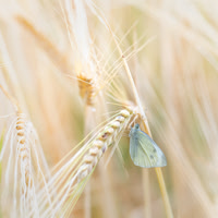 James Cleverley_3_Resting in the Barley