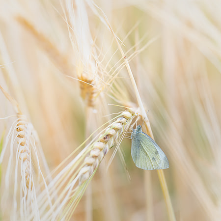 James Cleverley_3_Resting in the Barley