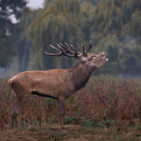 Jurgen Mol_1_The Rutting Season