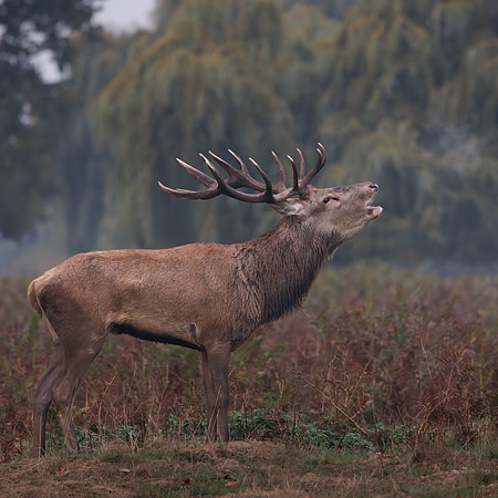 Jurgen Mol_1_The Rutting Season