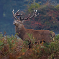 Jurgen Mol_3_The Rutting Season
