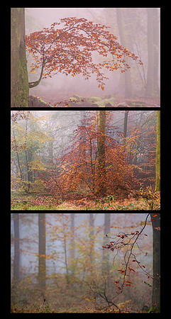 John Atherton_1_Peter's wood in the mist