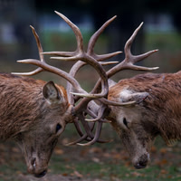 Jurgen Mol_2_The Rutting Season