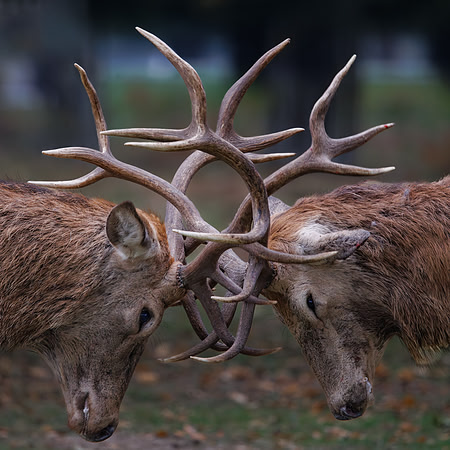 Jurgen Mol_2_The Rutting Season
