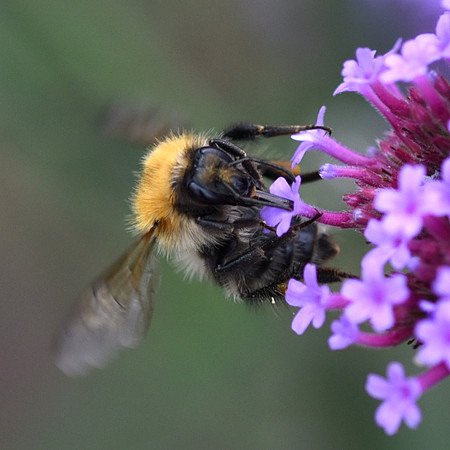 Peter Barnes_1_Pollinating Bee
