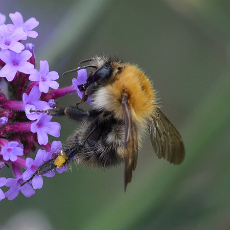 Peter Barnes_3_Pollinating Bee