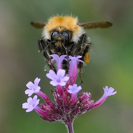 Peter Barnes_2_Pollinating Bee