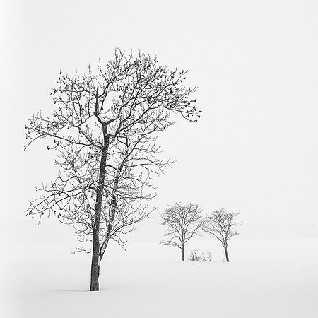 Rosemary Wilman_1_Two Trees and Friends