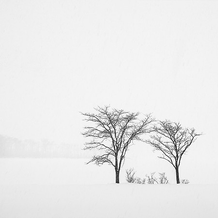 Rosemary Wilman_2_Two Trees and Friends