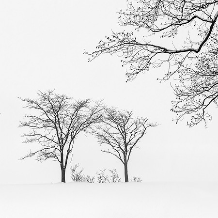 Rosemary Wilman_3_Two Trees and Friends