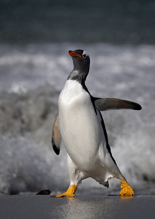 John Saunders_Gentoo penguin strides ashore