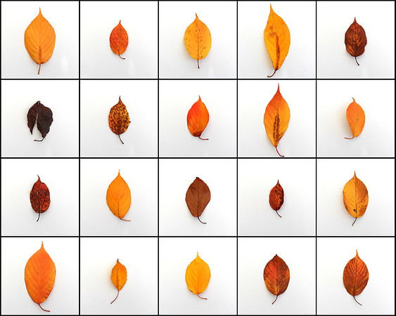 Matthew Leitch_Natural variations in fallen fruit tree leaves