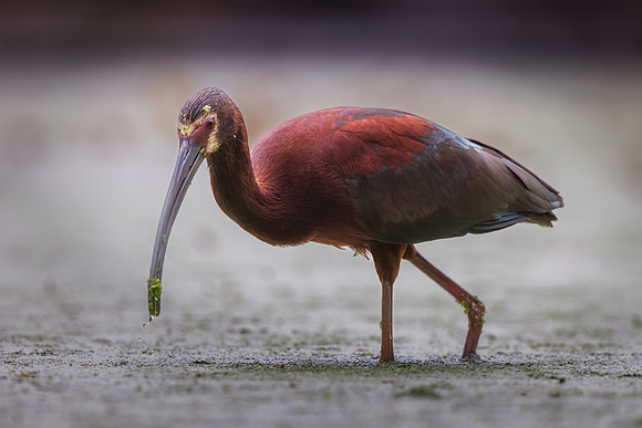 Jurgen Mol_White-Faced Ibis scavenging