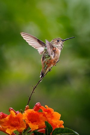 Jurgen Mol_Allen's Hummingbird Taking Off