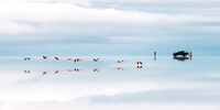 Roy Twyman_Salt Pan Flamingos