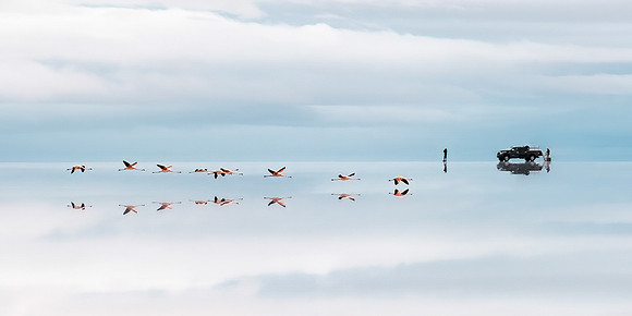 Roy Twyman_Salt Pan Flamingos