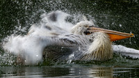 John Atherton Pelican Washing