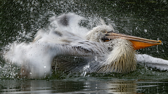 John Atherton Pelican Washing