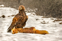 Simon Powell Golden Eagle With Road Kill