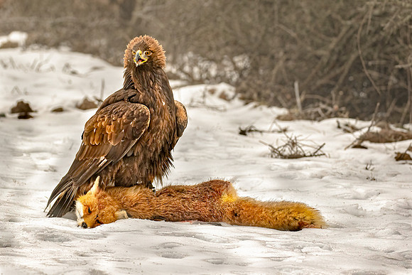 Simon Powell Golden Eagle With Road Kill