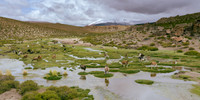 Roy Twyman_Grazing Llamas