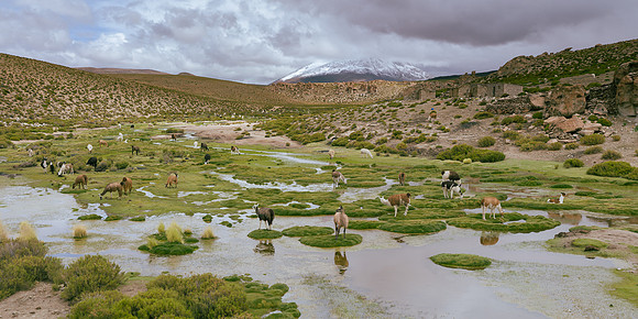 Roy Twyman_Grazing Llamas