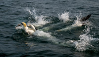 John Boyer Gannets Feeding Frenzy