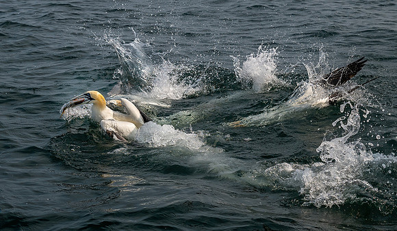 John Boyer Gannets Feeding Frenzy