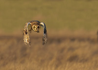 Simon Powell Short Eared Owl
