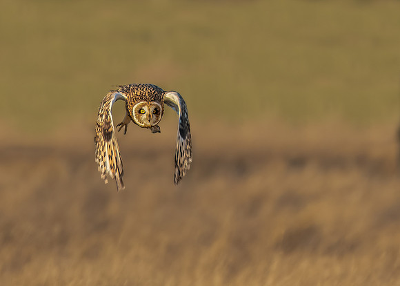 Simon Powell Short Eared Owl