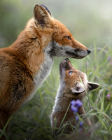 Victor Soares_Admiration In A Fox's Eyes