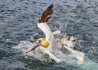 Simon Powell_Gannets Fight For Food