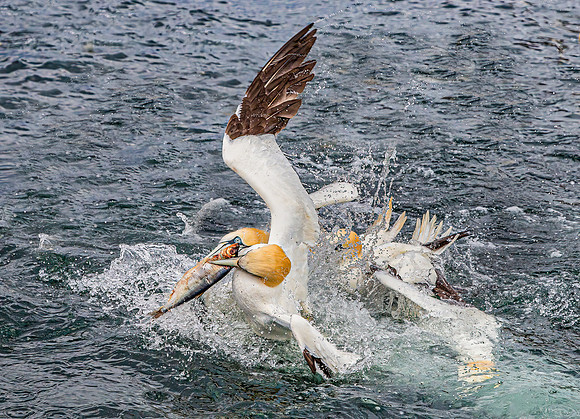 Simon Powell_Gannets Fight For Food