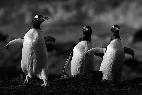 John Saunders_Gentoo penguins return ashore