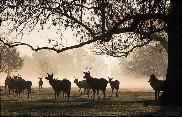 John Wylie_Morning mist