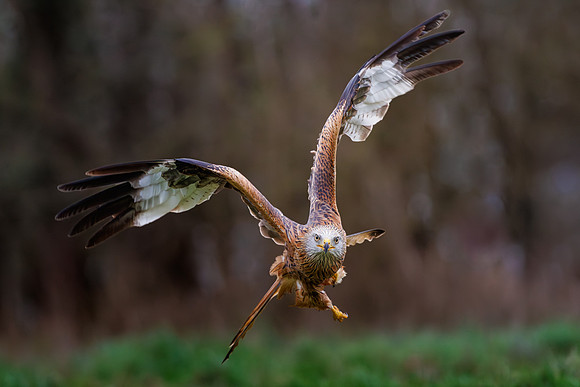 Jurgen Mol_Red Kite Homing In