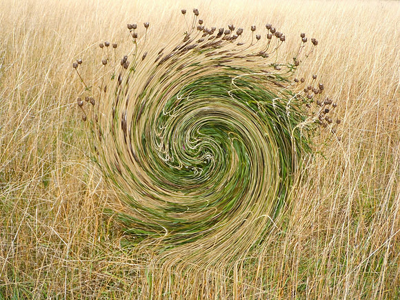 Matthew Leitch_Greater Knapweed swirl