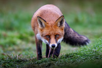 Jurgen Mol_A Cautious Approach